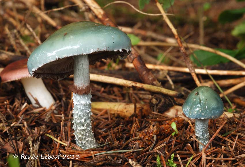 Stropharia cyanea image