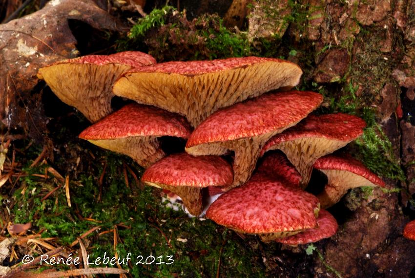 Boletus paluster image