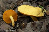 Suillus subaureus image