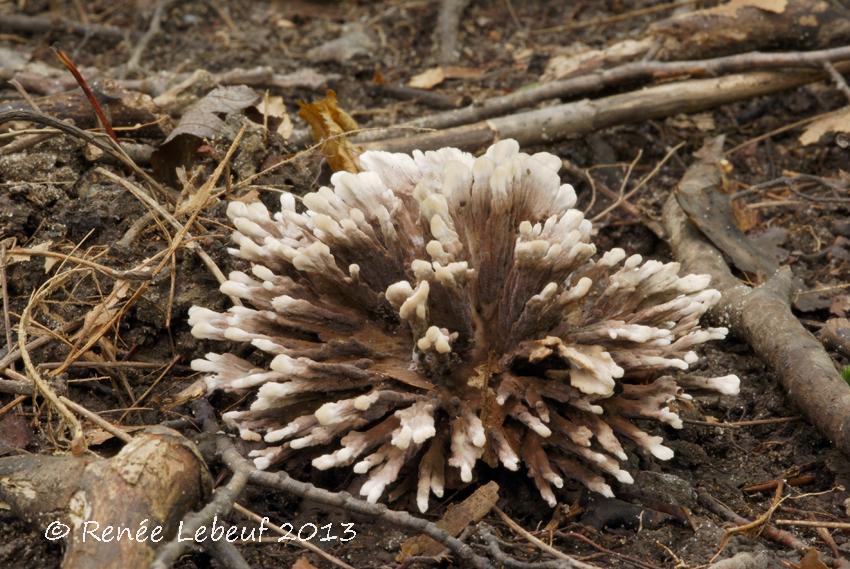 Thelephora anthocephala image