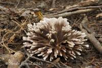 Image of Thelephora anthocephala