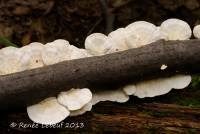 Trametes pubescens image