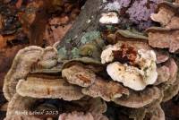 Trametes trogii image