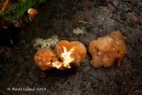 Tremella encephala image