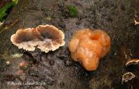 Tremella encephala image