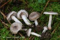 Tricholoma cingulatum image