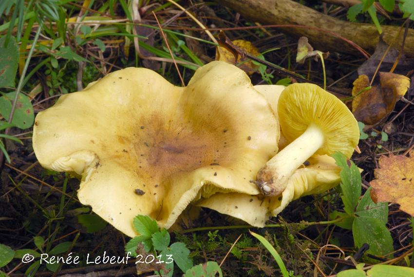 Tricholoma equestre var. albipes image