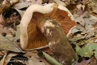 Tricholoma grave image