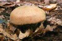 Tricholoma grave image