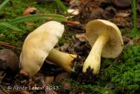 Tricholoma odorum image