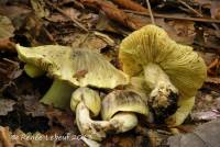 Tricholoma palustre image