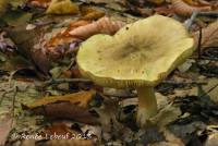 Tricholoma palustre image