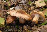 Tricholoma pudorinum image