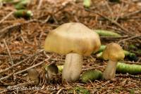 Tricholoma saponaceum image