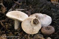 Tricholoma serratifolium image