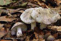 Tricholoma marquettense image