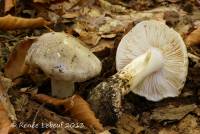 Image of Tricholoma marquettense