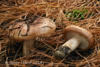 Tricholoma stans image