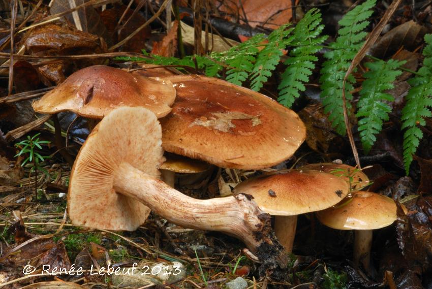 Tricholoma fulvum image