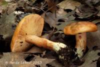 Tricholoma ustale image