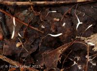 Image of Clavaria erythropus