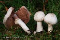 Agaricus leptocaulis image