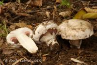 Agaricus bitorquis image