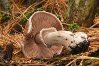 Agaricus benesii image