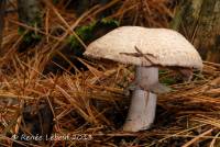 Agaricus benesii image