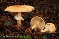 Agaricus smithii image