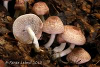 Agaricus subrufescens image