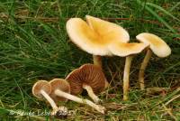 Agrocybe vervacti image