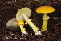 Amanita flavoconia image