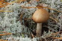 Image of Amanita morrisii