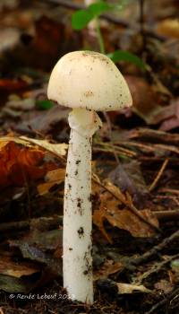 Amanita murrilliana image