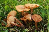 Armillaria gallica image