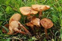 Armillaria gallica image