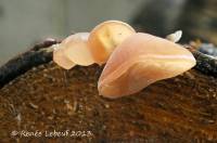 Auricularia americana image