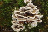 Image of Polyporus burtii