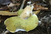 Boletus variipes image