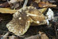 Boletus variipes image