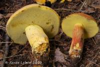 Boletus sensibilior image