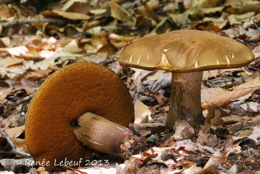 Boletus vermiculosoides image