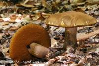 Image of Boletus vermiculosoides