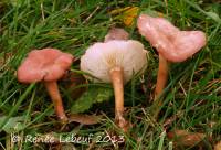 Rugosomyces carneus image