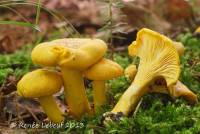 Cantharellus roseocanus image