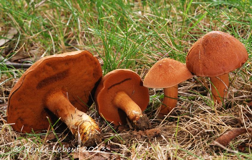 Chalciporus piperatus image