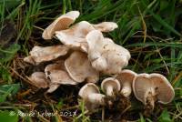 Clitocybe dealbata subsp. sudorifica image