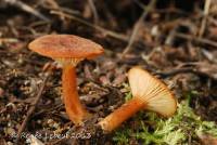 Clitocybe sinopica image