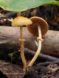 Conocybe rugosa image